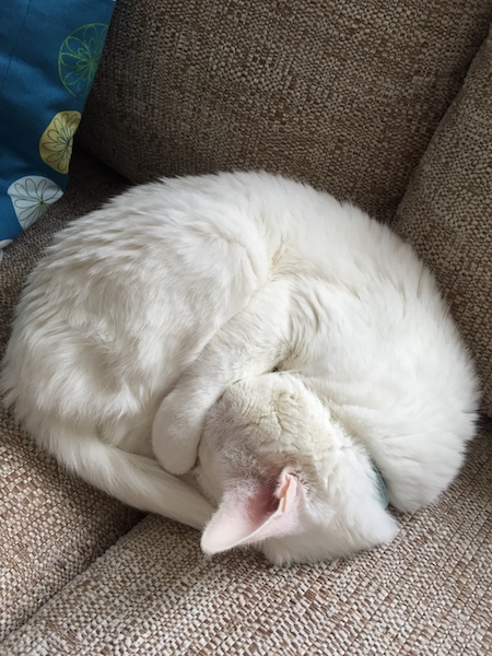 White cat sleeping on couch while curled into a perfect circle